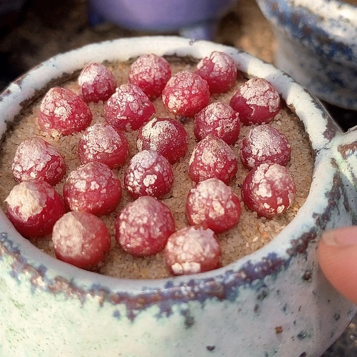 小红灯一组两颗