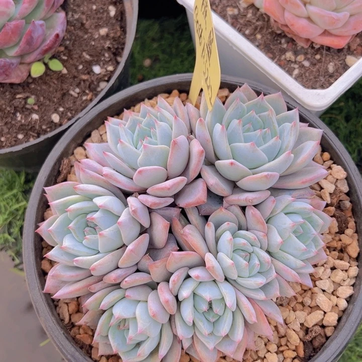 健健康康平平安安