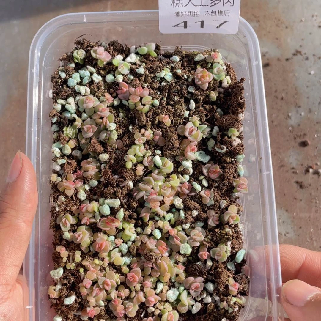 糕大上多肉植物417