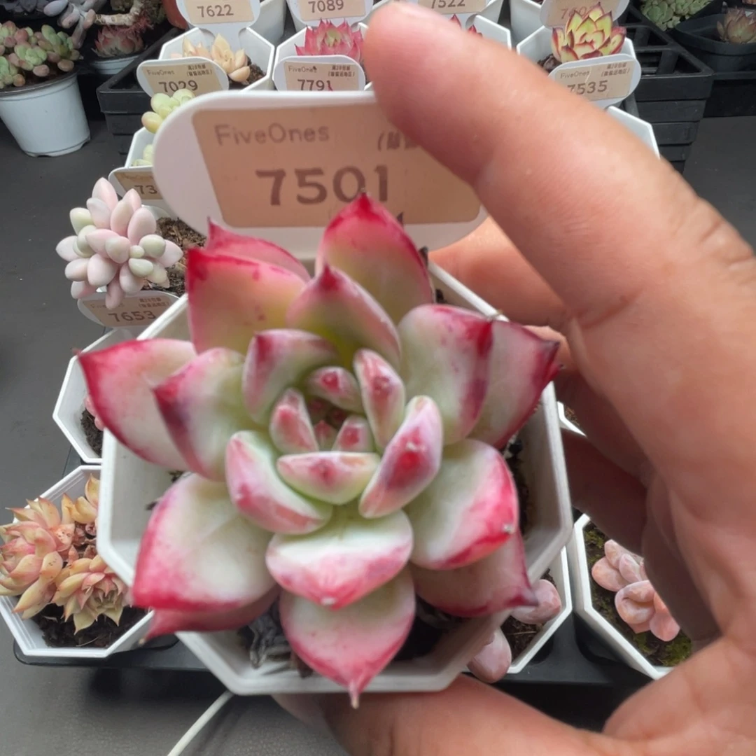 7501拉糖 5.0厘米
