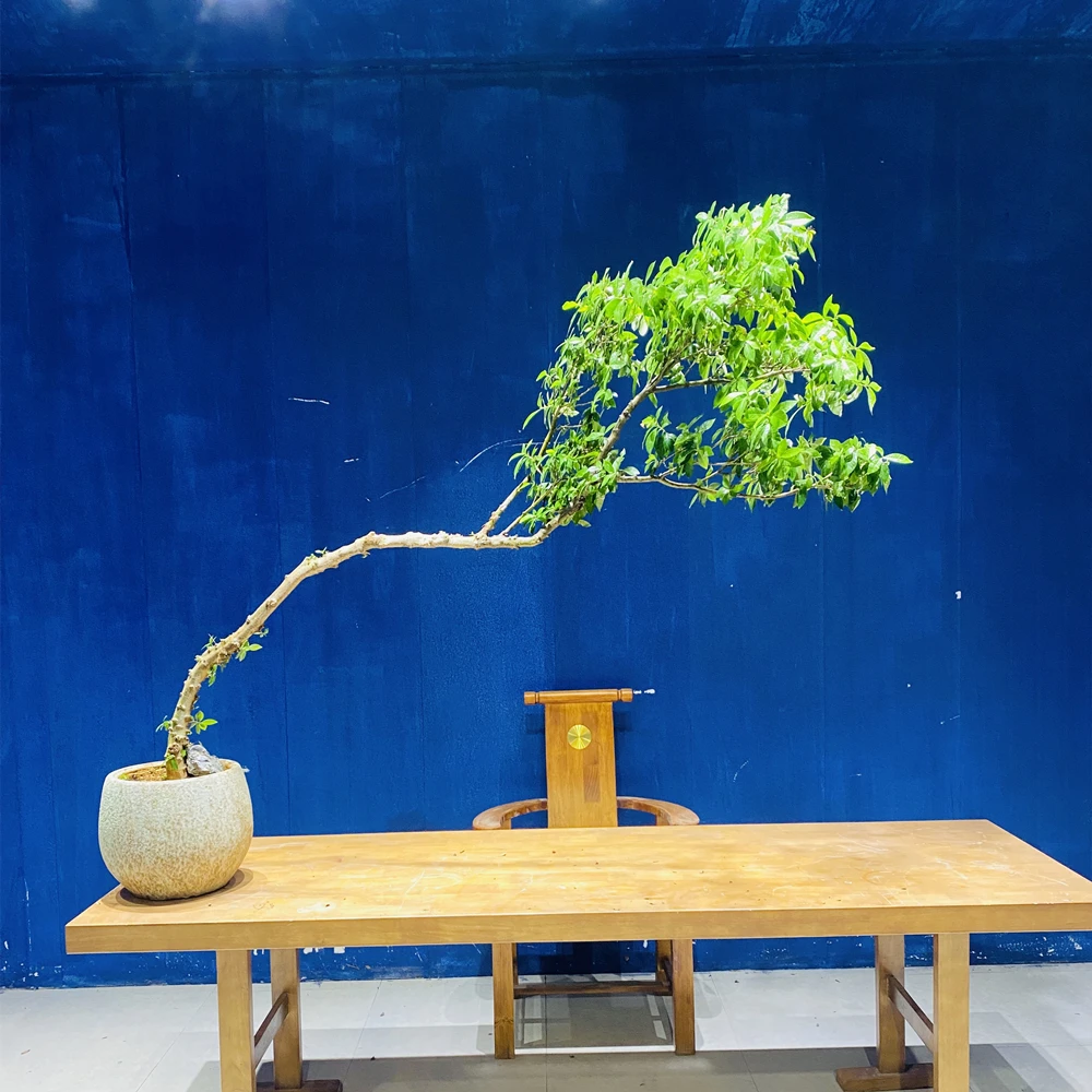 晌往I海岛栀子花右高飘高170冠200茶室室内绿植花卉盆栽茶台盆景