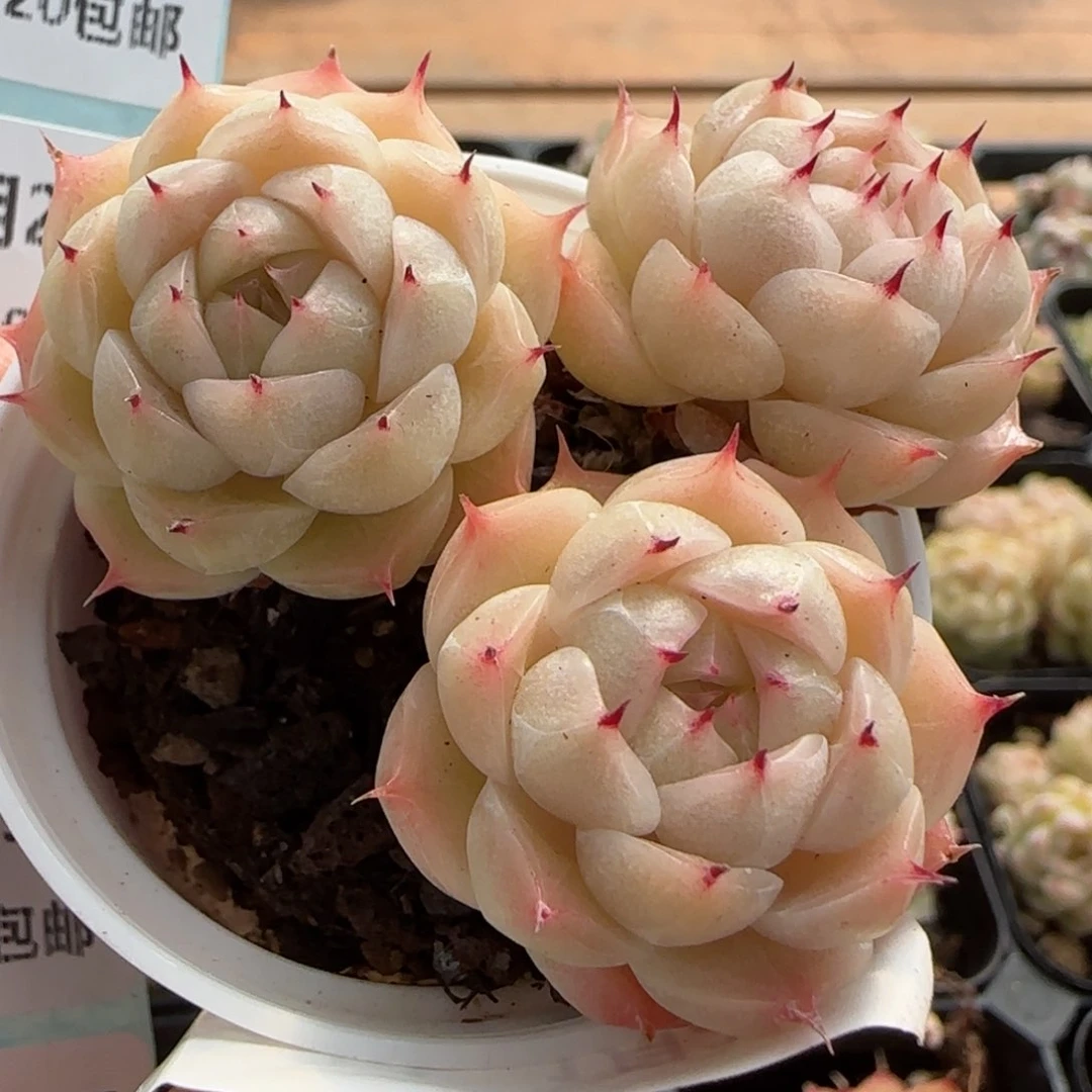 花语逸镜0129-694