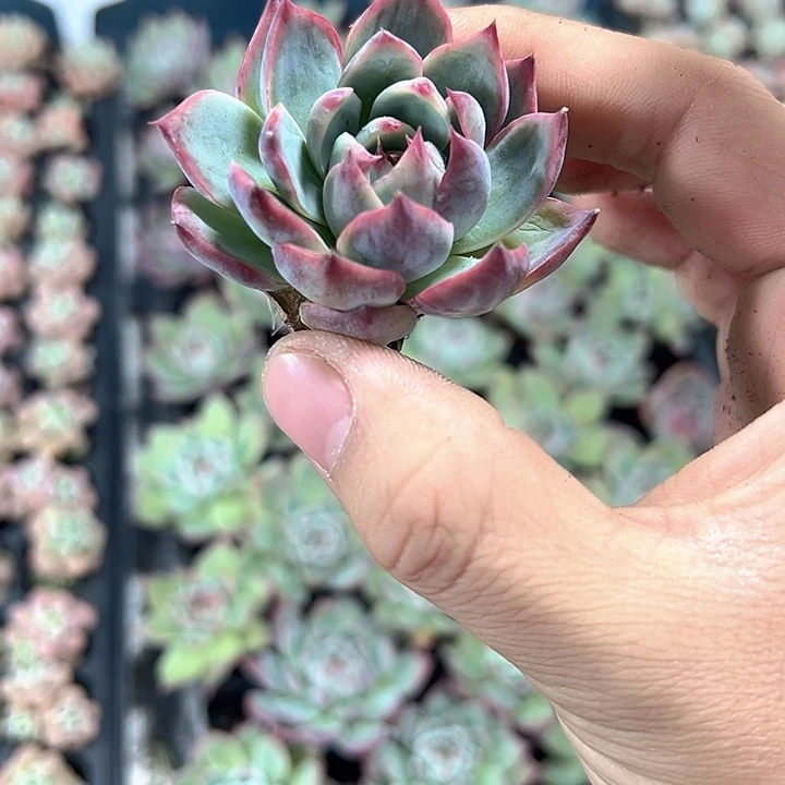 吉娃娃 满10颗包邮