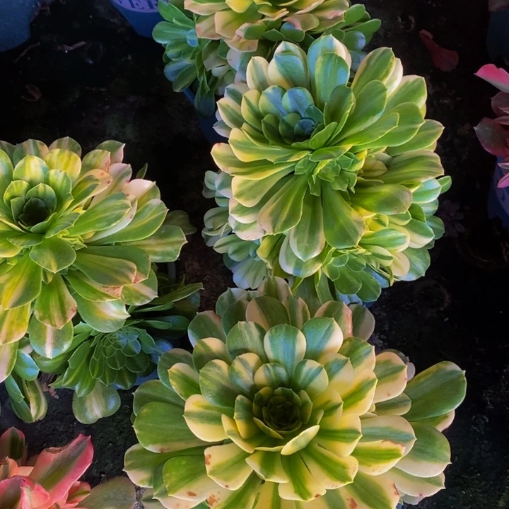 五彩琉璃一颗多肉