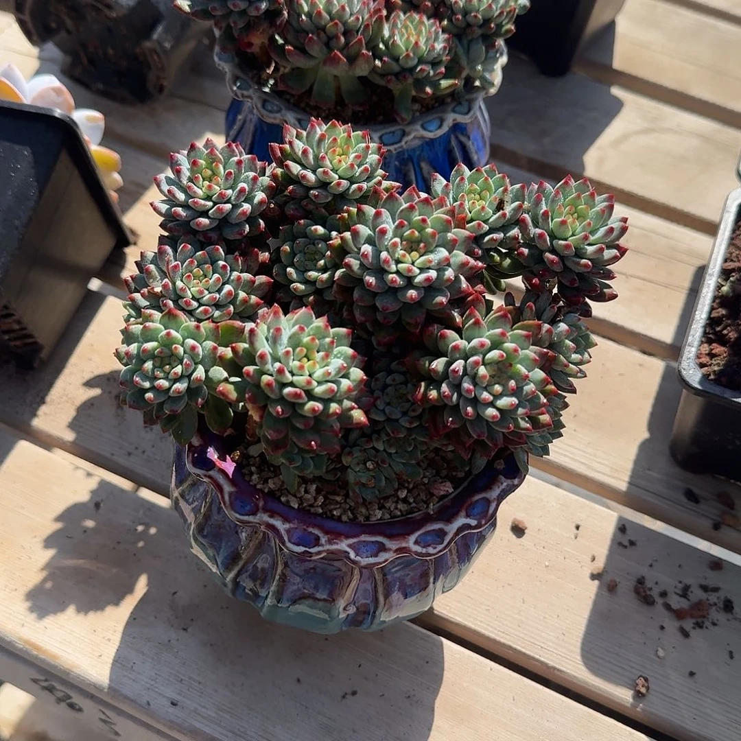 蓝苹果带盆多肉植物精品