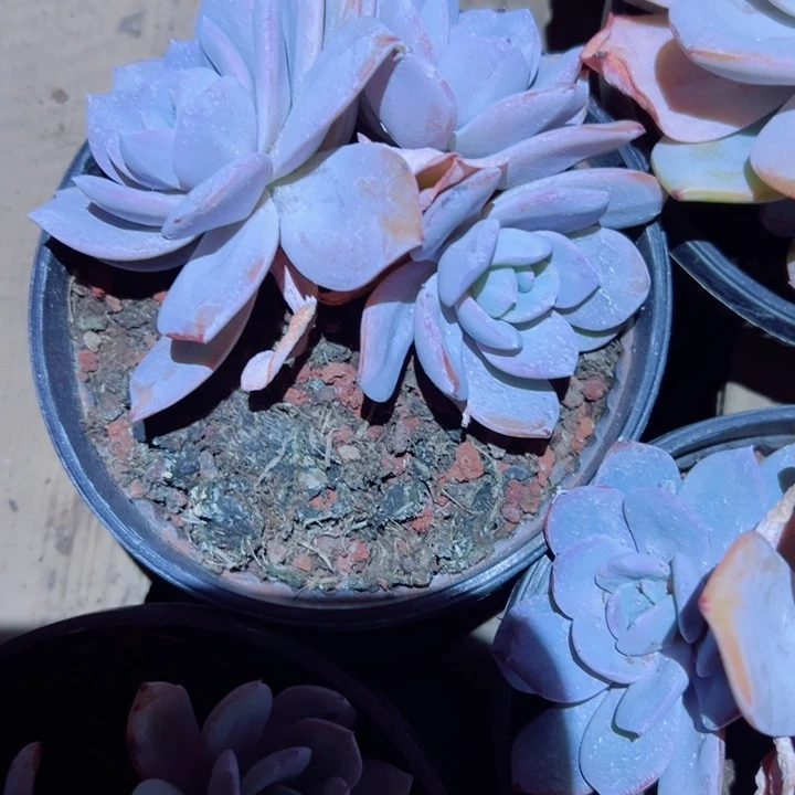 精品多肉植物奶茶三头