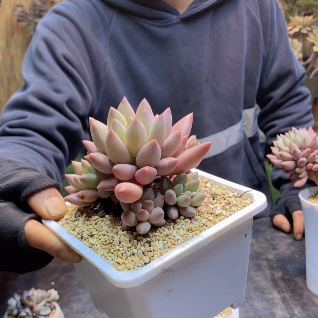 绍****司C154号水晶球手捧