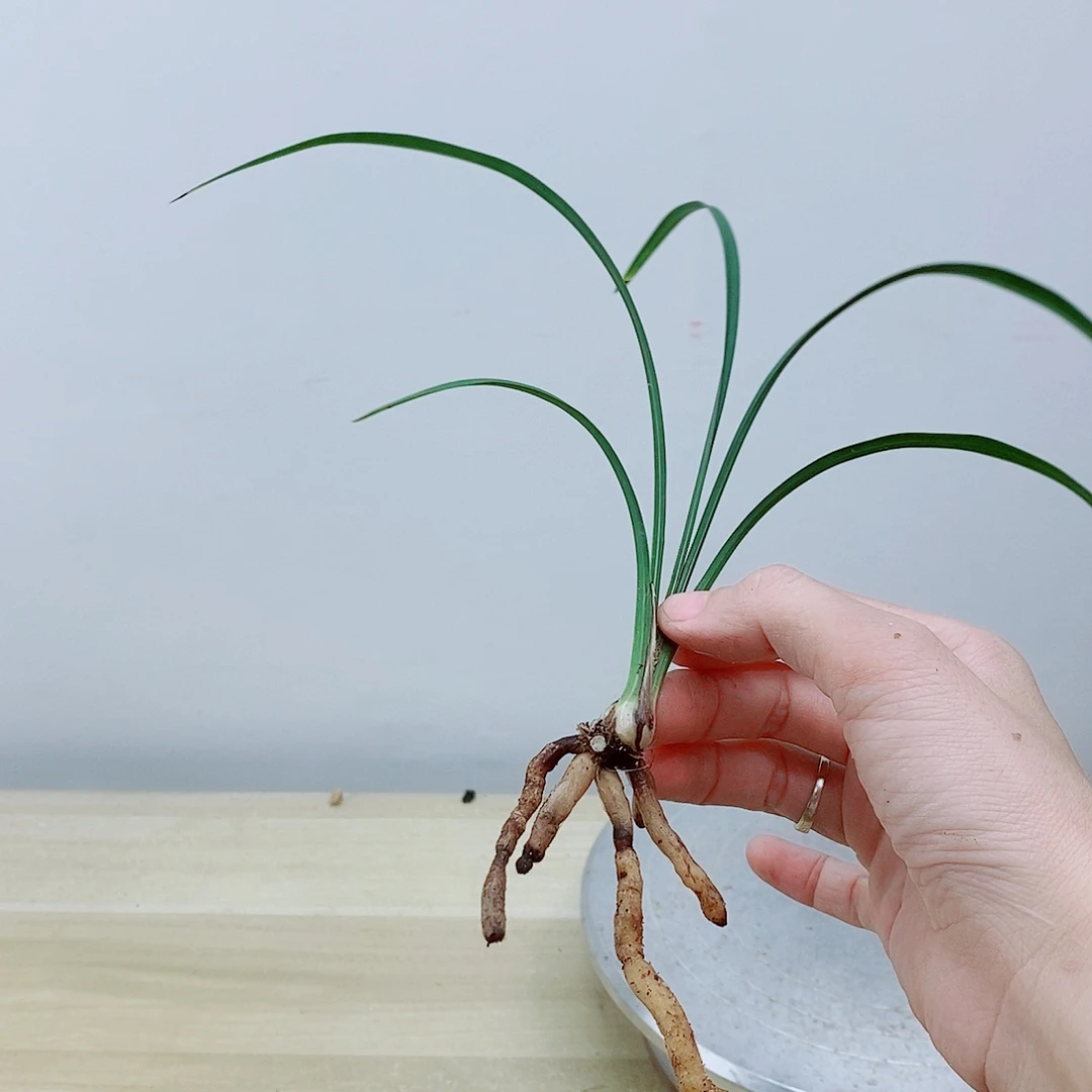 当前无花栽培后可以开花大