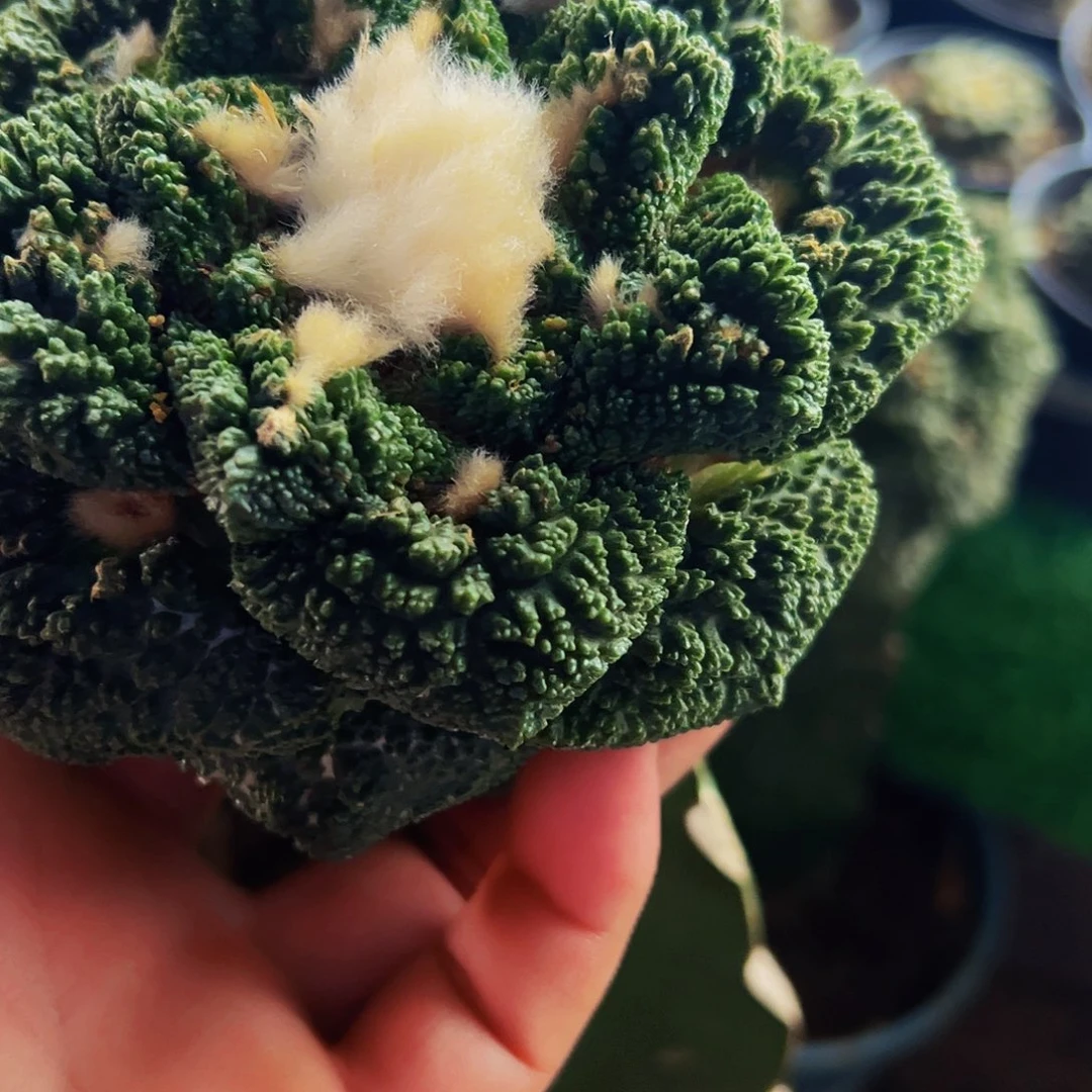 无花朵海*恭喜重的哥斯拉牡丹045