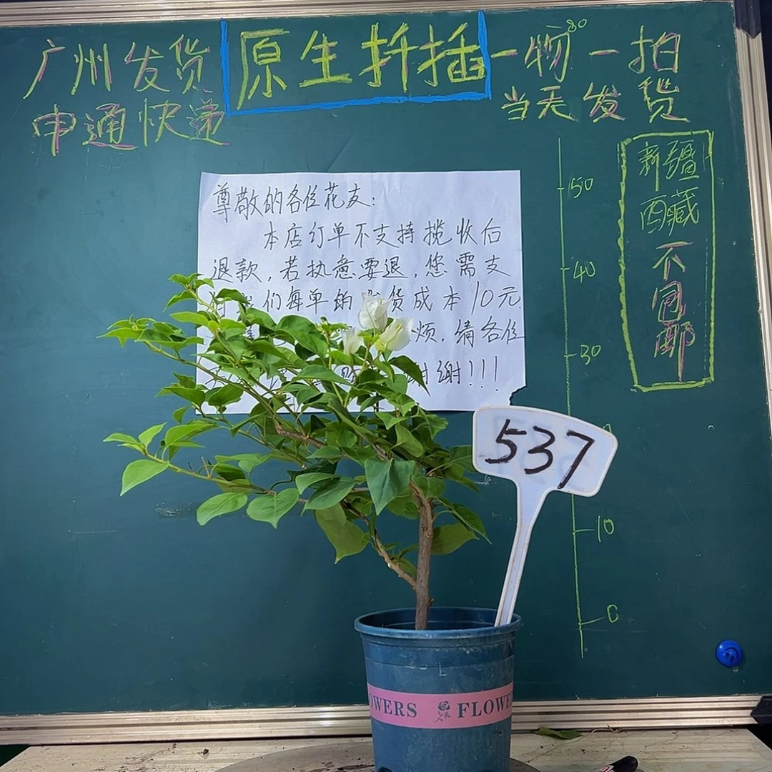 当前无花栽培后可以开花绿樱537
