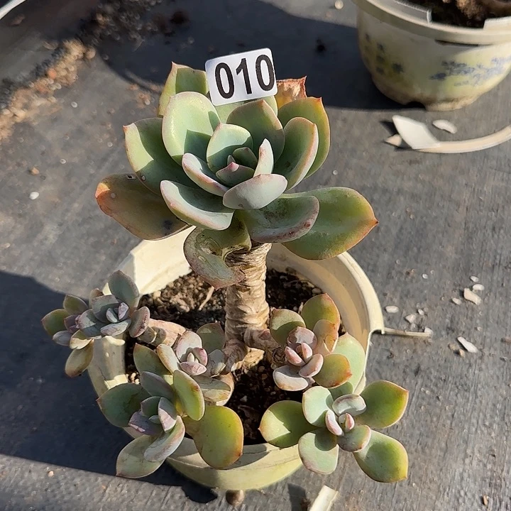 一***界010无售后白凤脱土发货不退不换