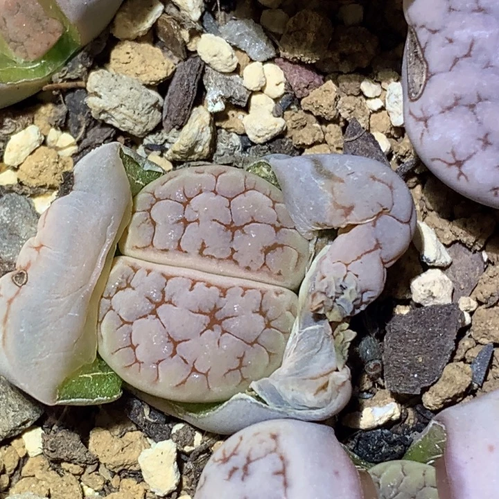 精品多肉植物精品c189