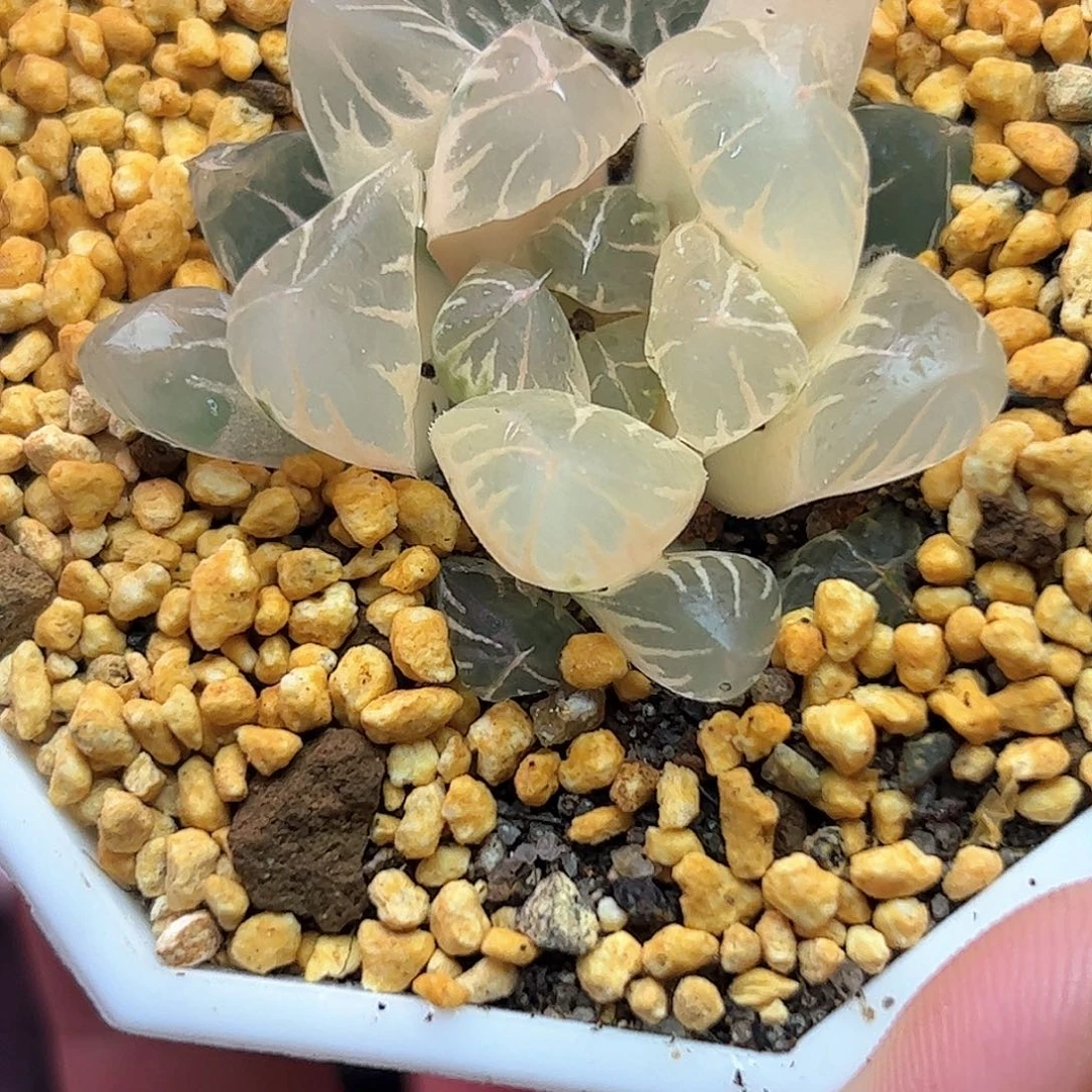 糊斑北极之光锦十二卷多肉