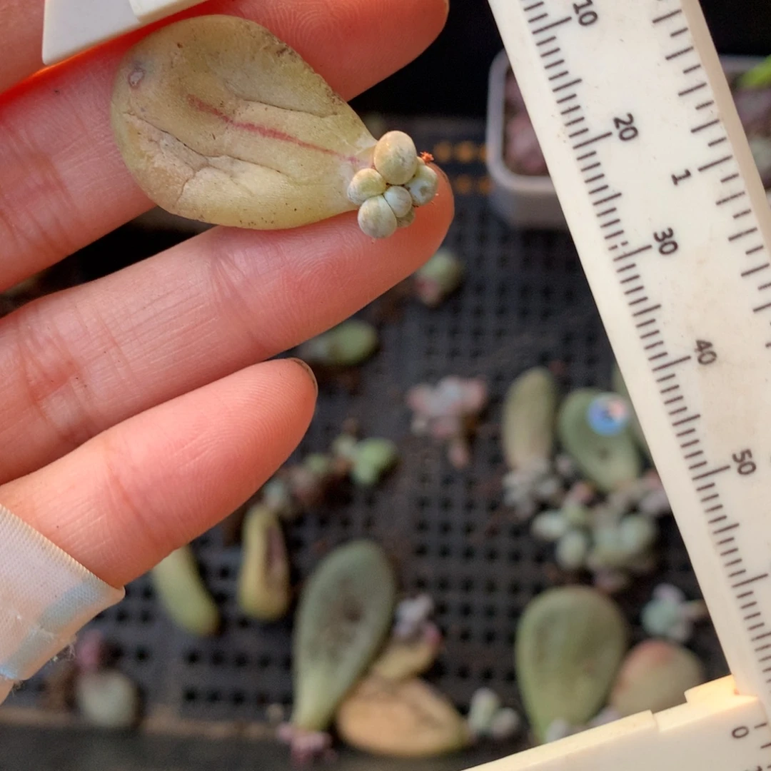 黄油油煎奶酪多肉锦