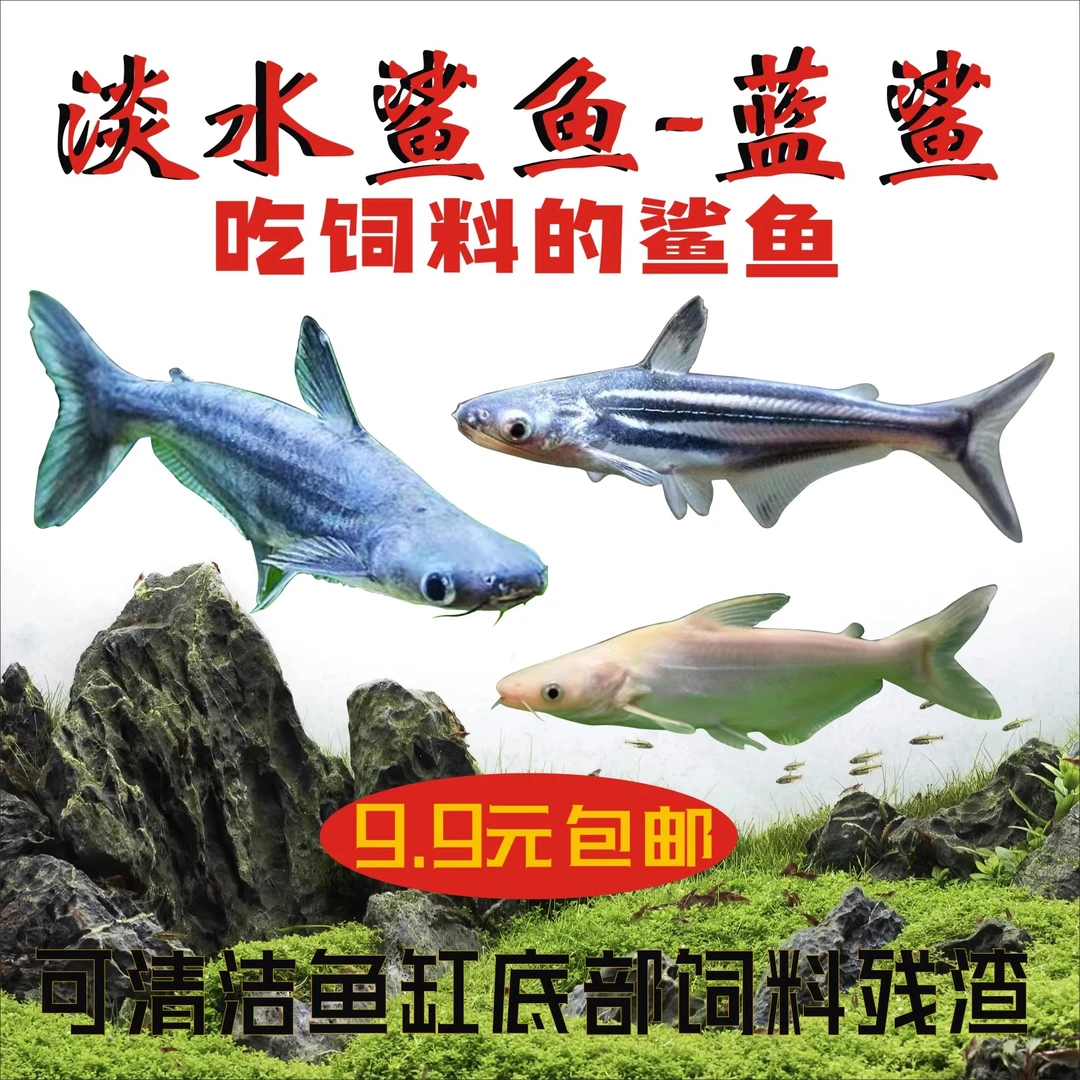 淡水鲨鱼小蓝鲨群游白化鲨蓝虎鲨观赏鱼热带鱼银龙配鱼包邮包活