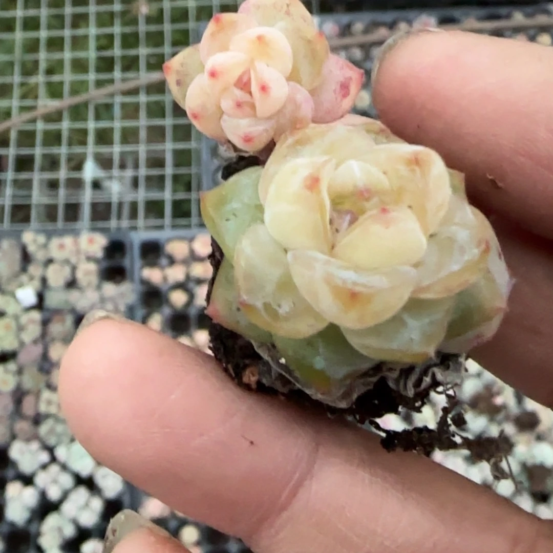 多肉小卡拉米糖心一物一拍