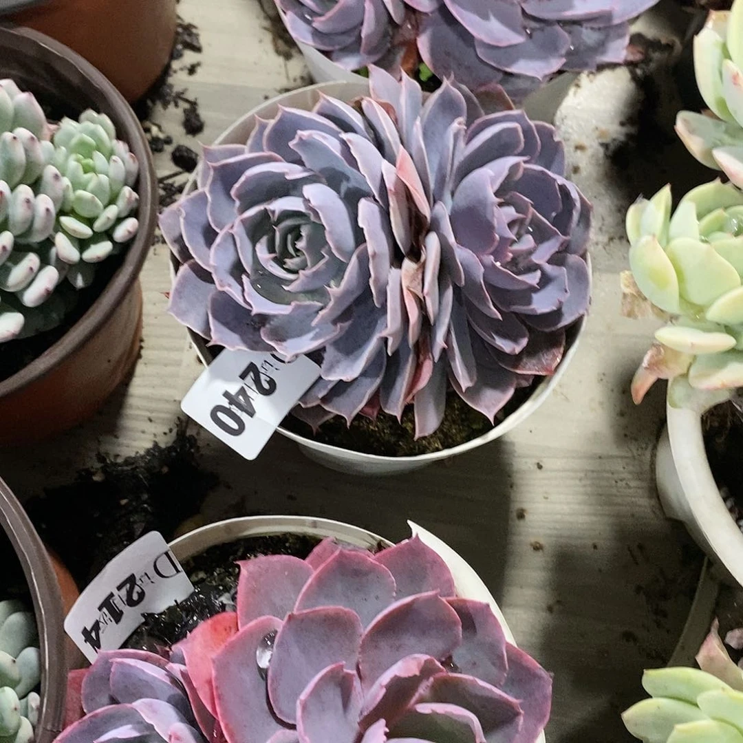 〇***〇240pink多肉植物