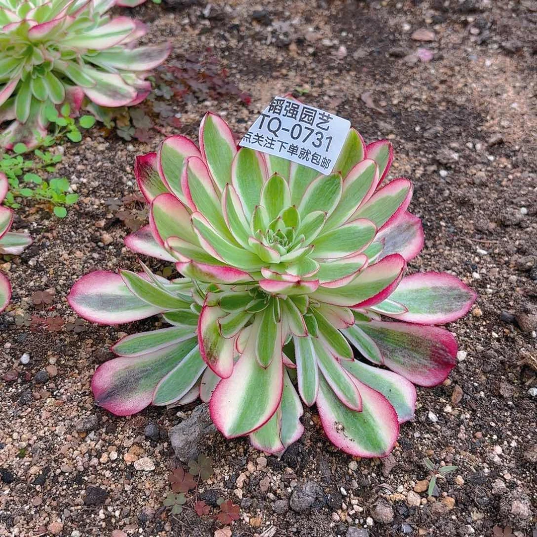 倾城多肉植物二号731