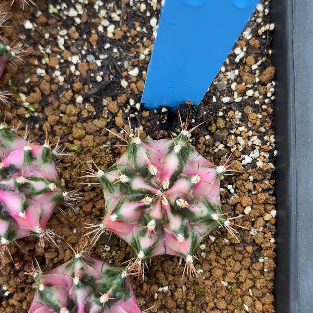 Z1008-1112泰国米哈粉钻