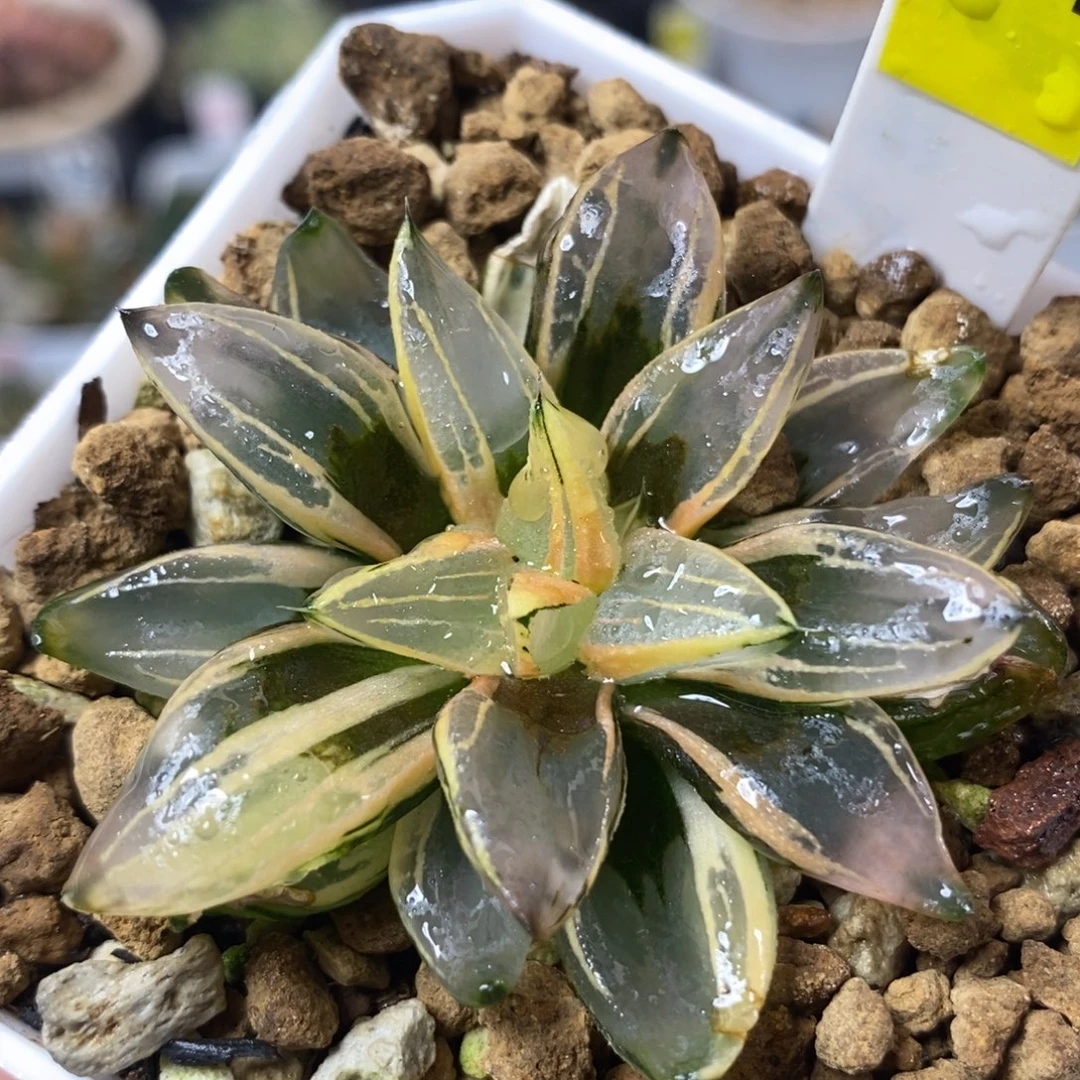 54西瓜锦变异一物一拍