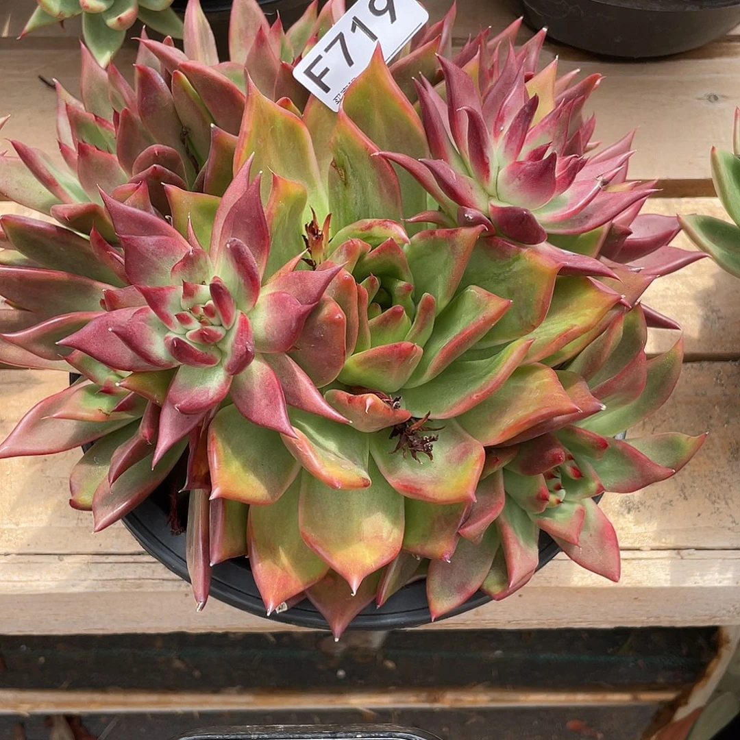 若如东云单拍F719