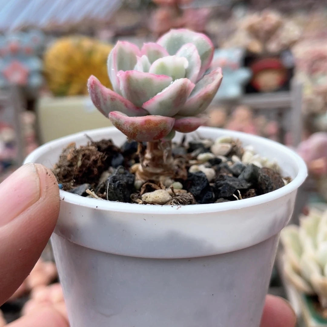 伯克利锦多肉植物14.8