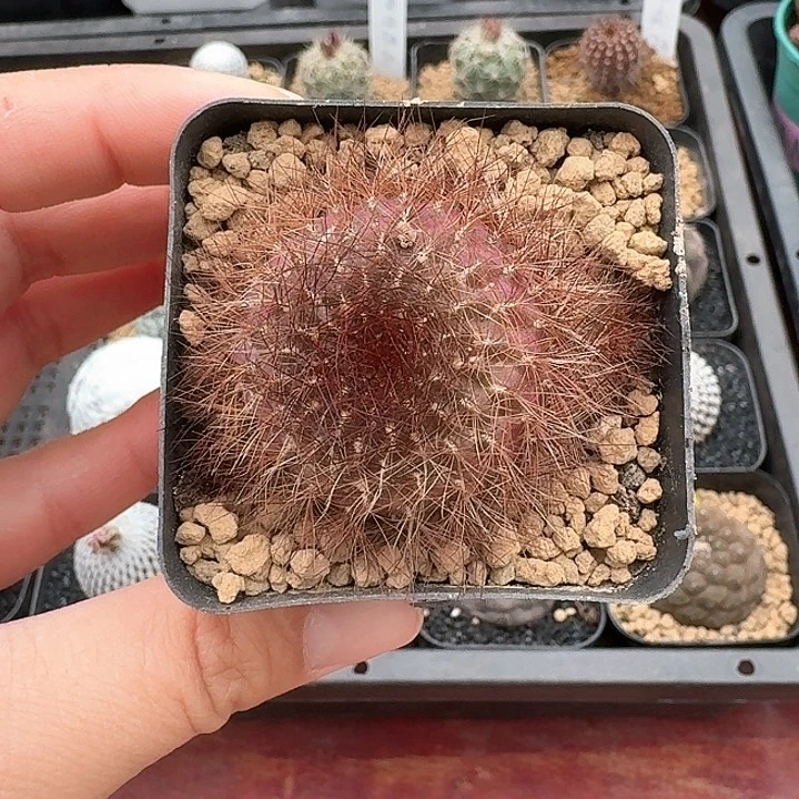 百丝巢仙人球123