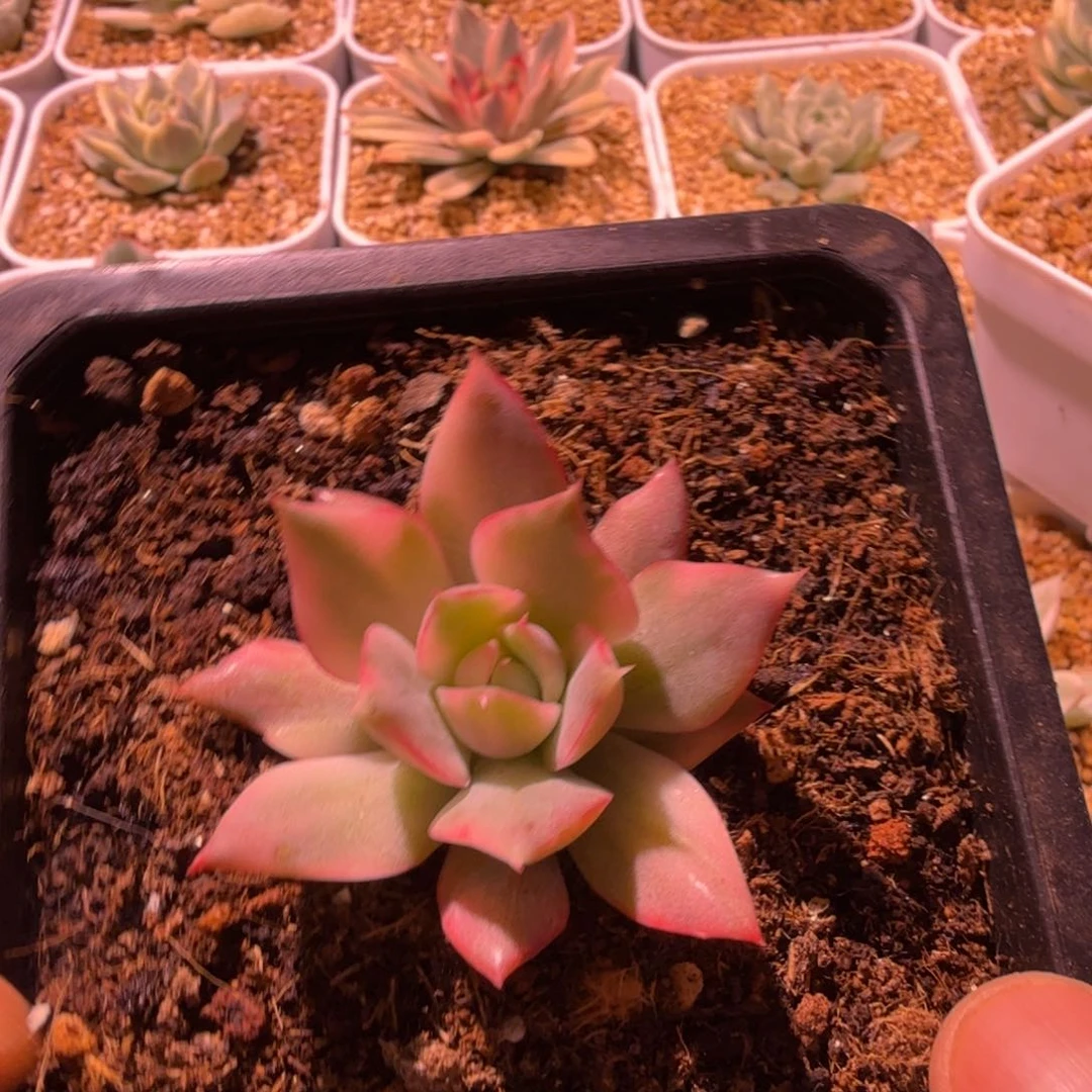 ?***?左上角多肉锦多肉