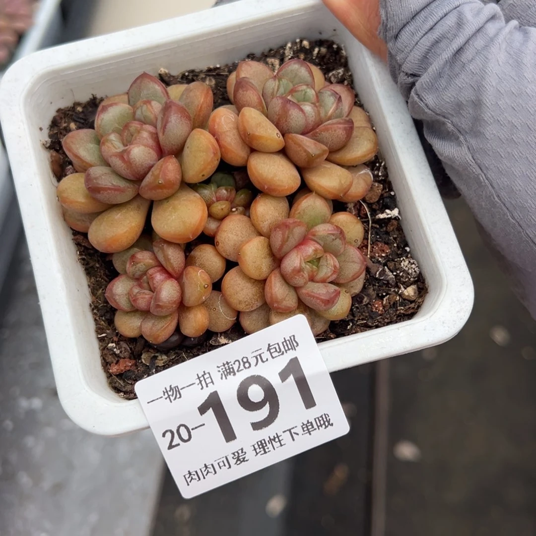 葡萄，多肉多肉多肉多肉