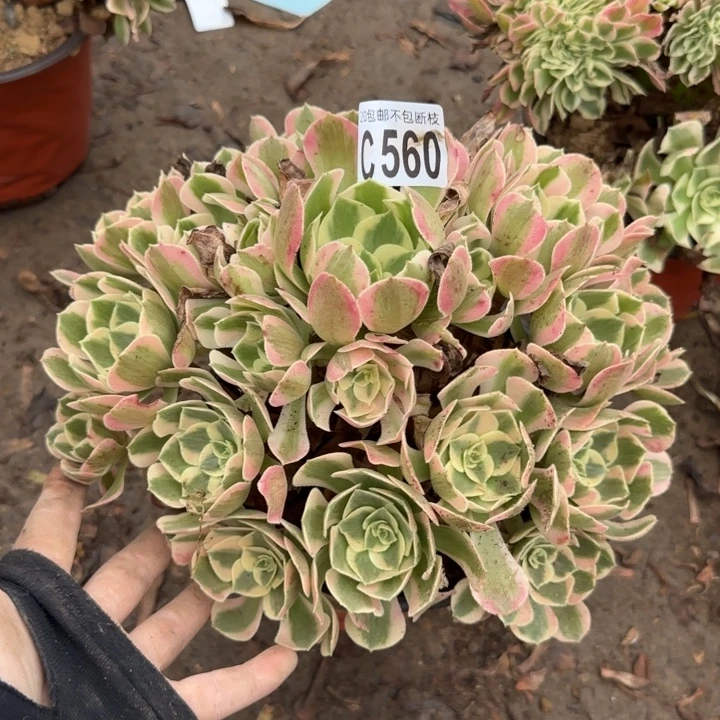 妖月……多肉植物……