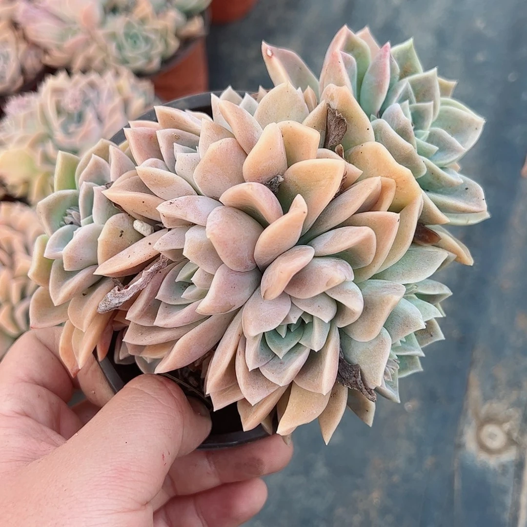 哈利沃森五头起露养