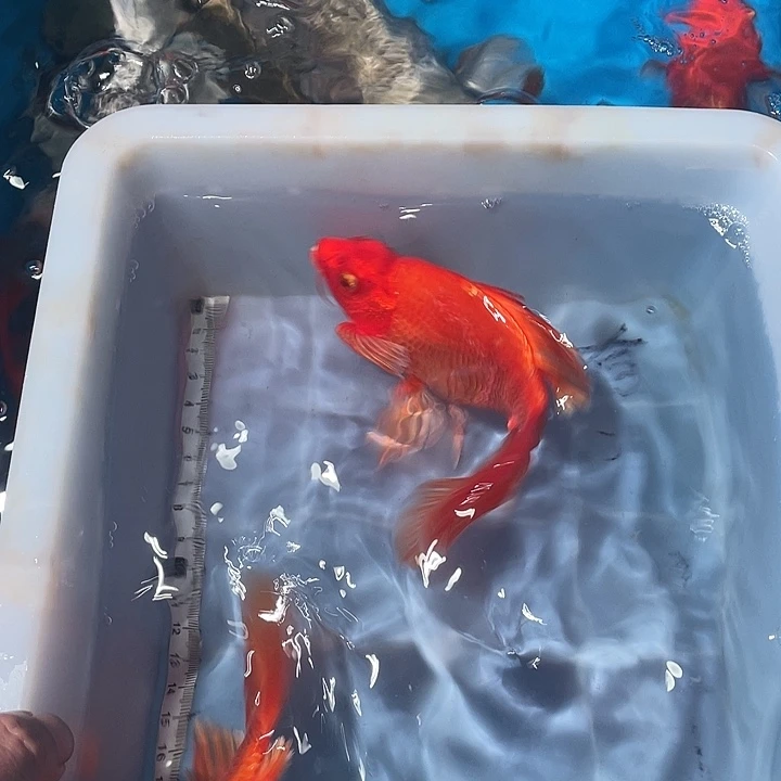 蝴蝶鲤鱼渔场直发108