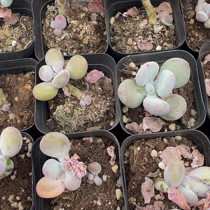 6.5方处理蛋黄奶带盆土发