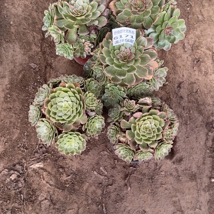 张***6171二号棚莲花座五个A