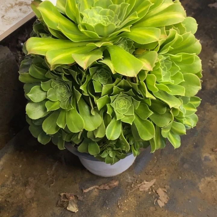 琉璃多肉断头不包2139