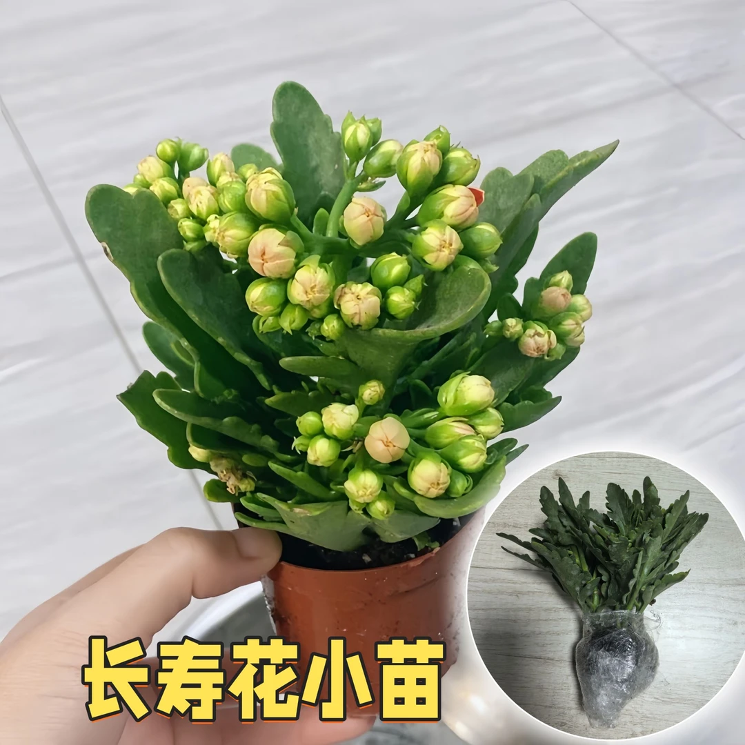 金狐狸长寿花苗好养重瓣大花卉【稀有】小苗办公室内阳台绿植物多肉