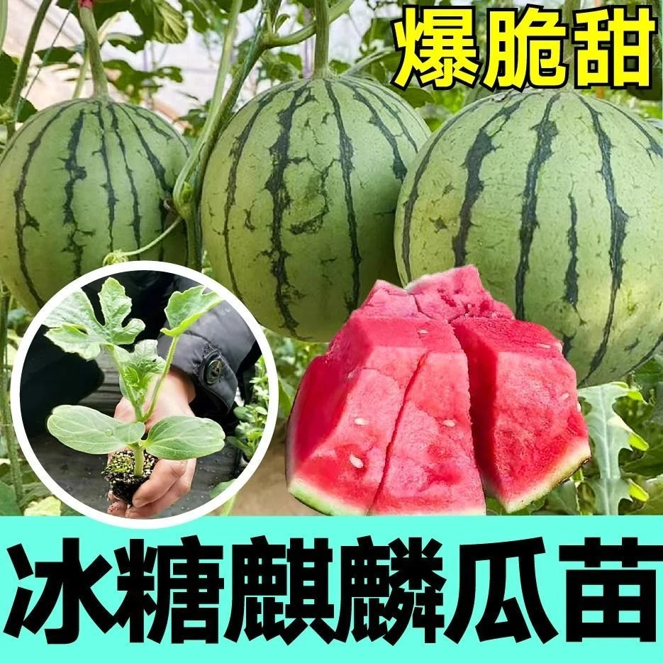 精品西瓜苗8424美都西瓜苗2K红玉手撕皮西瓜懒汉西瓜基地直发