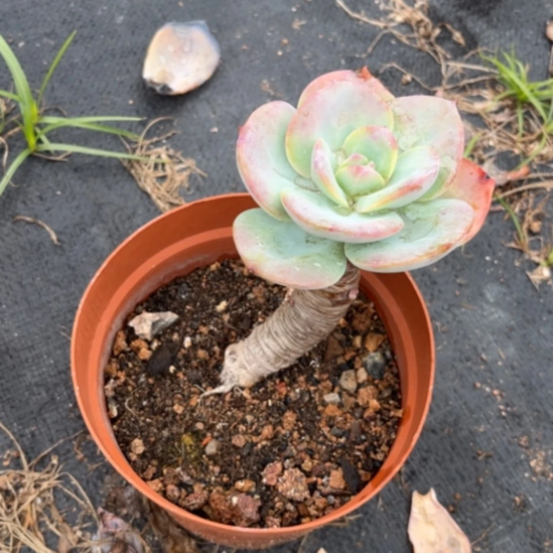 【闪购商品】大**风白凤