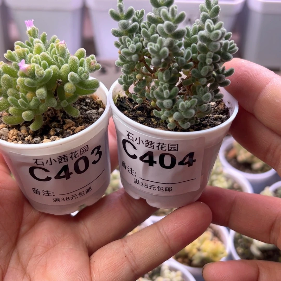 多肉植物枝干冰晶炸