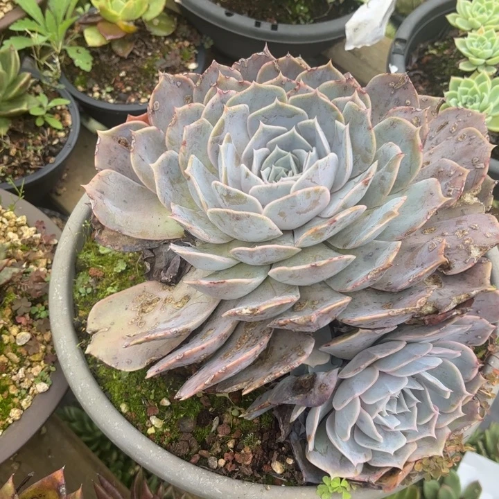 成***媒菲欧娜   15