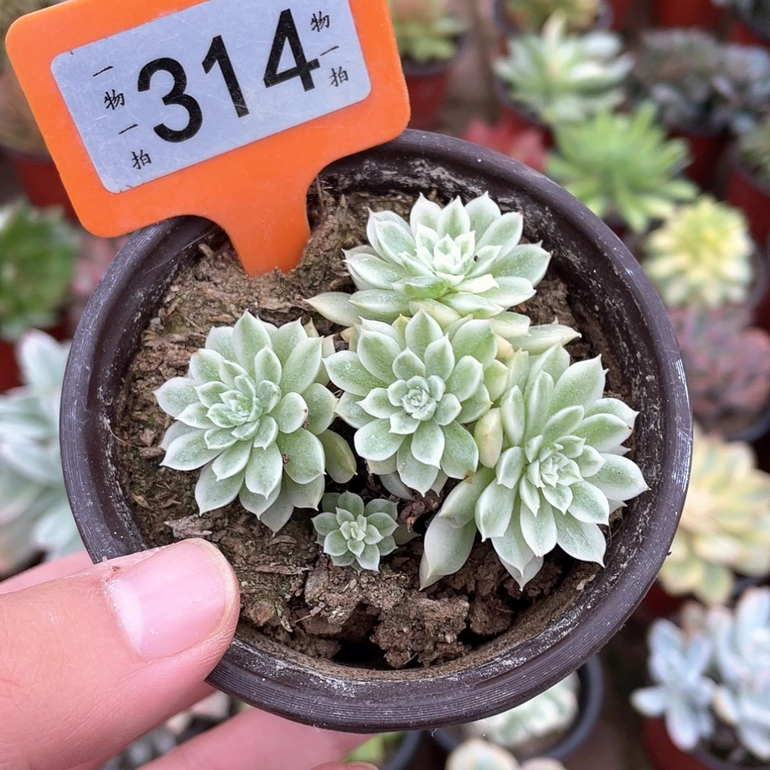 锦群314个多肉植物