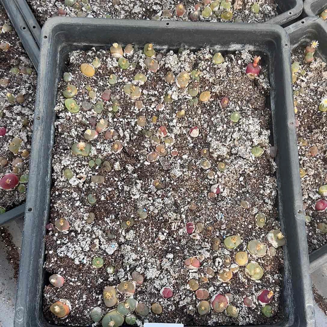 清框脱土发个别有疤腿长 292