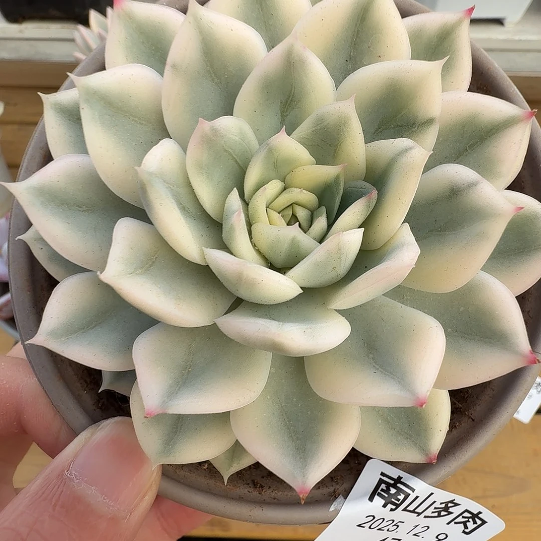 月亮仙子锦111129-47