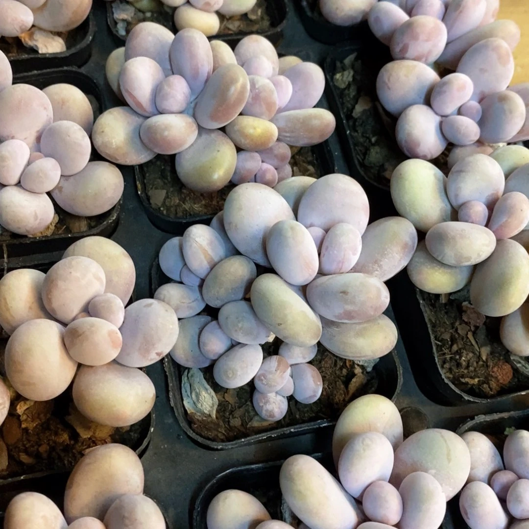 156。奶酪。双头起。