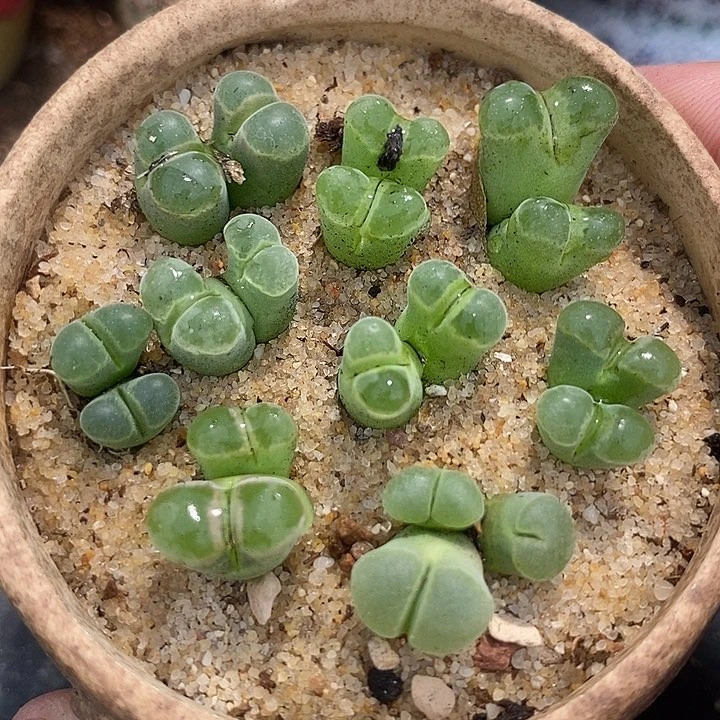 10515双头y400一颗