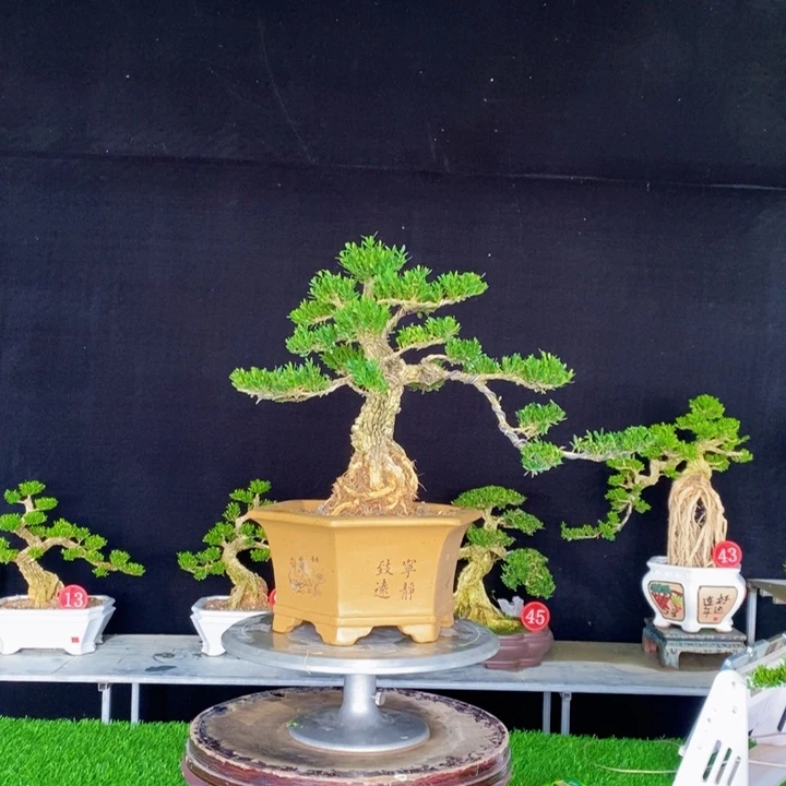 无花朵江**家广东皱皮