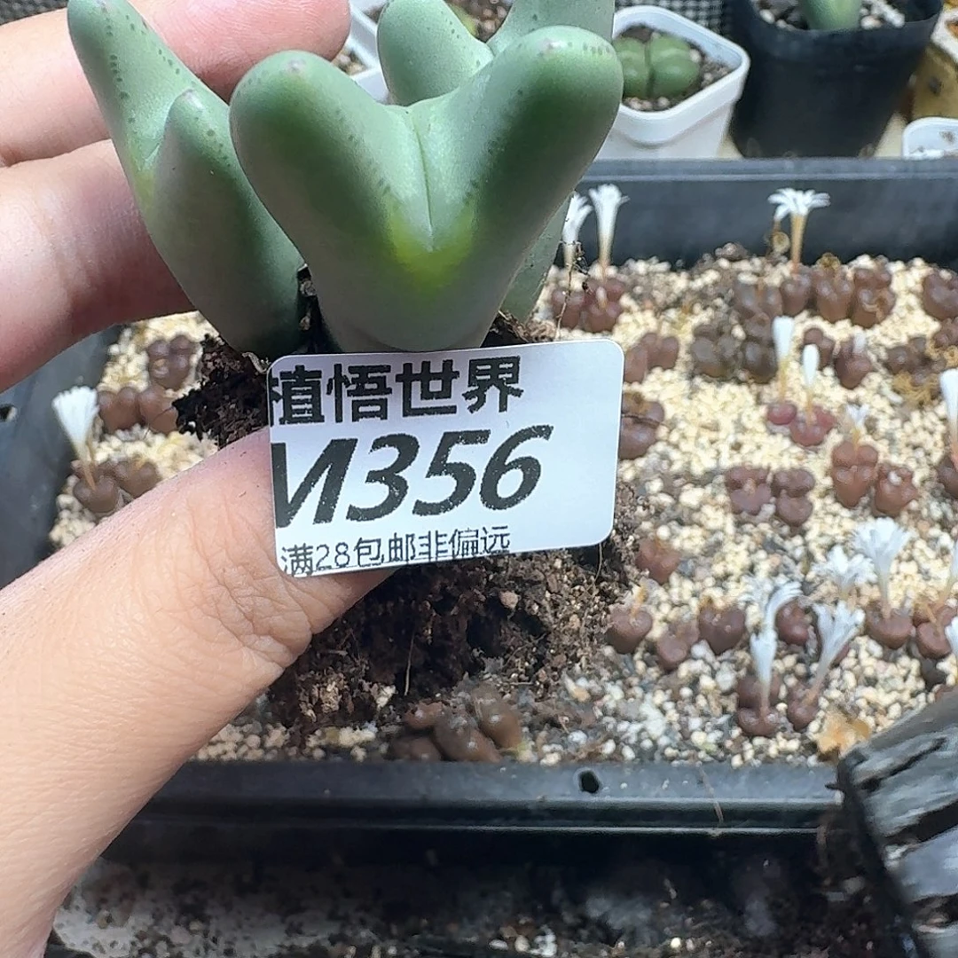 多肉植物的人生额额