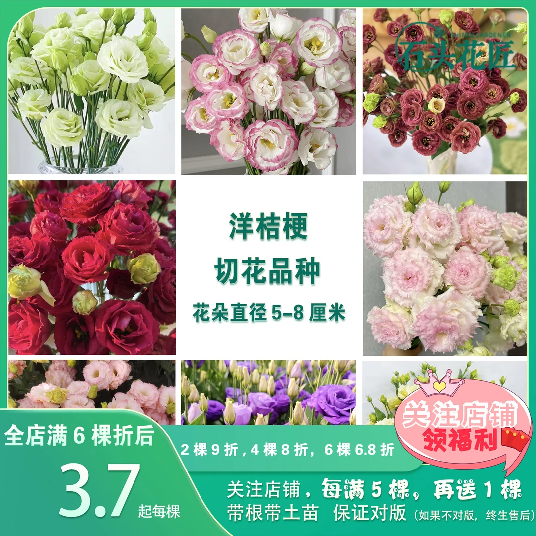 石头花匠 洋桔梗苗 重瓣无刺玫瑰18个品种 四季开花多年生