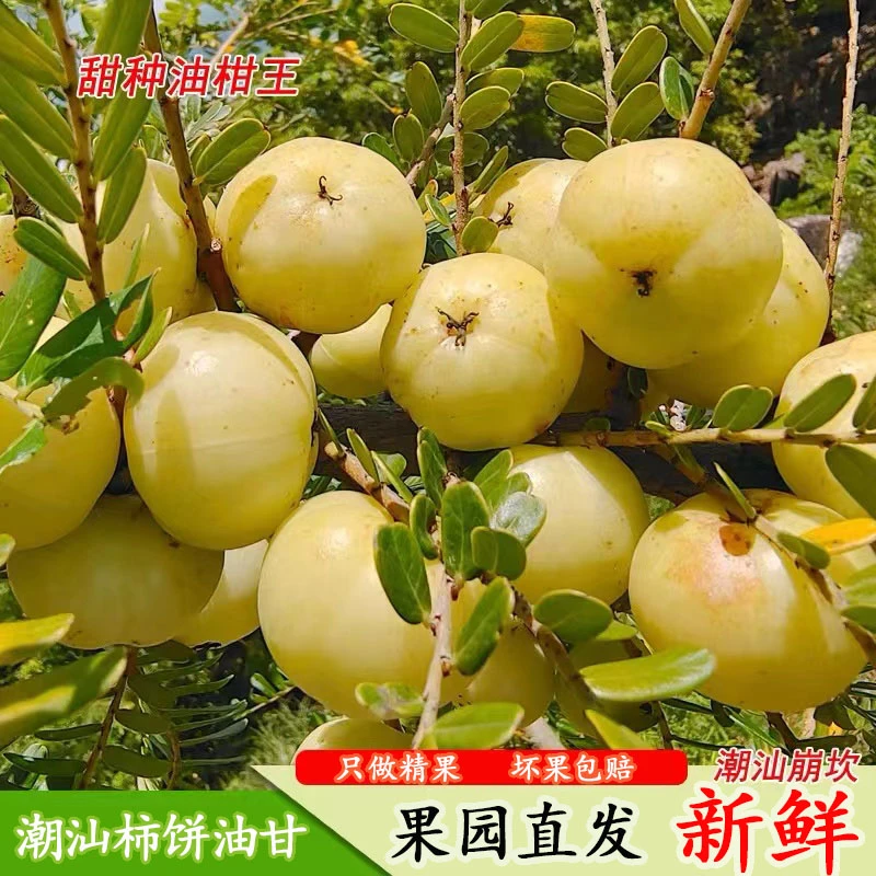 潮汕饼甜油甘果崩坎油甘新鲜生吃煲汤水果  不是纯甜的 1斤