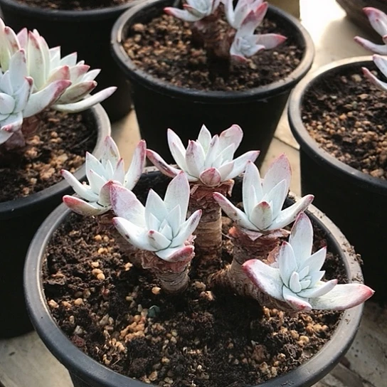 韩货刘丹仙女棒杯